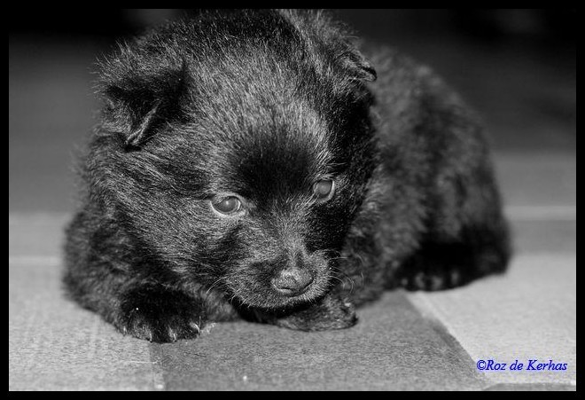 Chiots du roz de kerhas 1