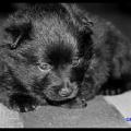 Chiots du roz de kerhas 1