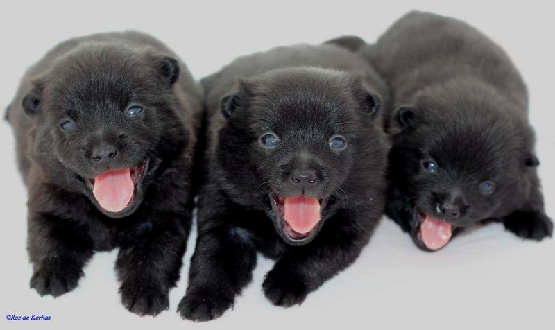 Chiots du roz de kerhas 2
