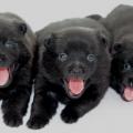 Chiots du roz de kerhas 2