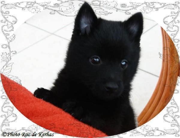 Chiots du roz de kerhas 3