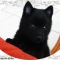 Chiots du roz de kerhas 3