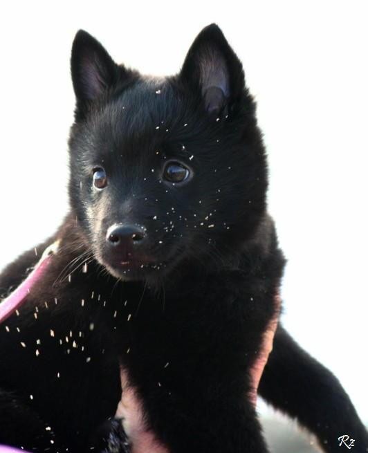 Chiots du roz de kerhas 4
