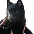 Chiots du roz de kerhas 4