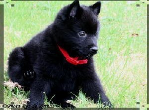 Chiots du roz de kerhas 5