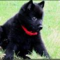 Chiots du roz de kerhas 5
