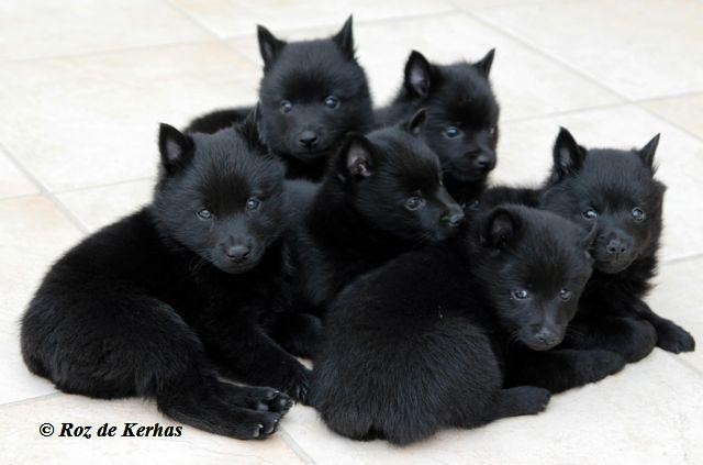 Chiots du roz de kerhas 6