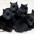 Chiots du roz de kerhas 6