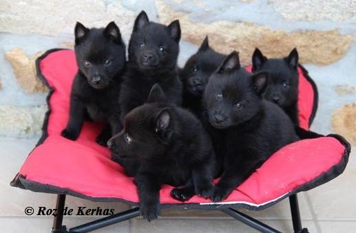 Chiots du roz de kerhas 7