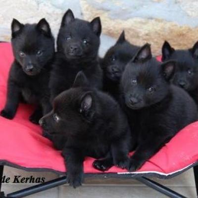 Chiots du roz de kerhas 7