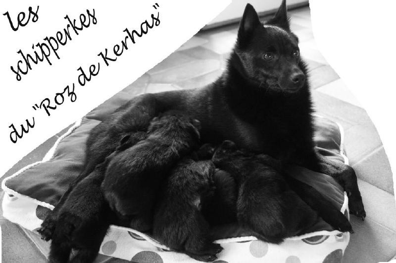Chiots du roz de kerhas 8