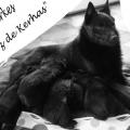 Chiots du roz de kerhas 8