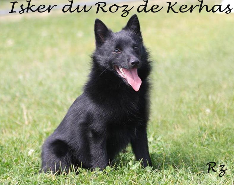 Schipperke isker du roz de kerhas