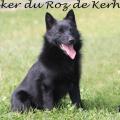 Schipperke isker du roz de kerhas