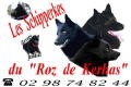 Schipperke roz de kerhas