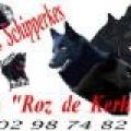 Schipperke roz de kerhas