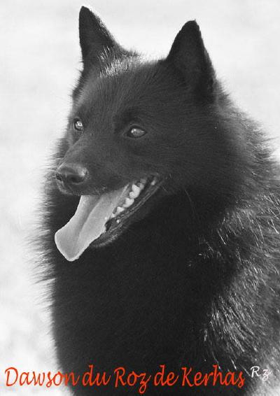 Dawson du roz de kerhas champion cs