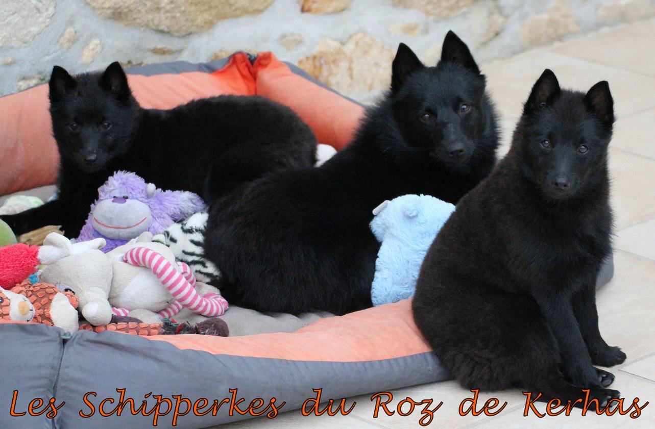 chiots-schipperkes-du roz de kerhas.
