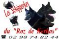 Schipperke-roz de kerhas