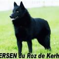 Tiersen du roz de kerhas